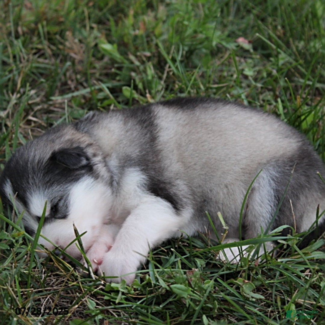 Alaskan Malamute dogs for sale: Misty - Image 2