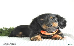 Miniature Dachshund dogs for sale: Randall - Image 5