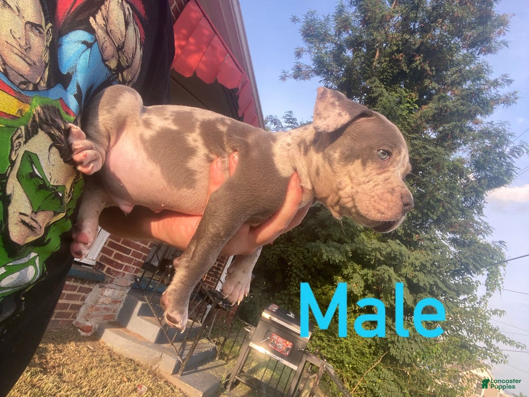 American Bully dogs for sale: Tank - Image 2