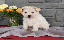 Maltipoo dogs for sale: Bingo - Image 3