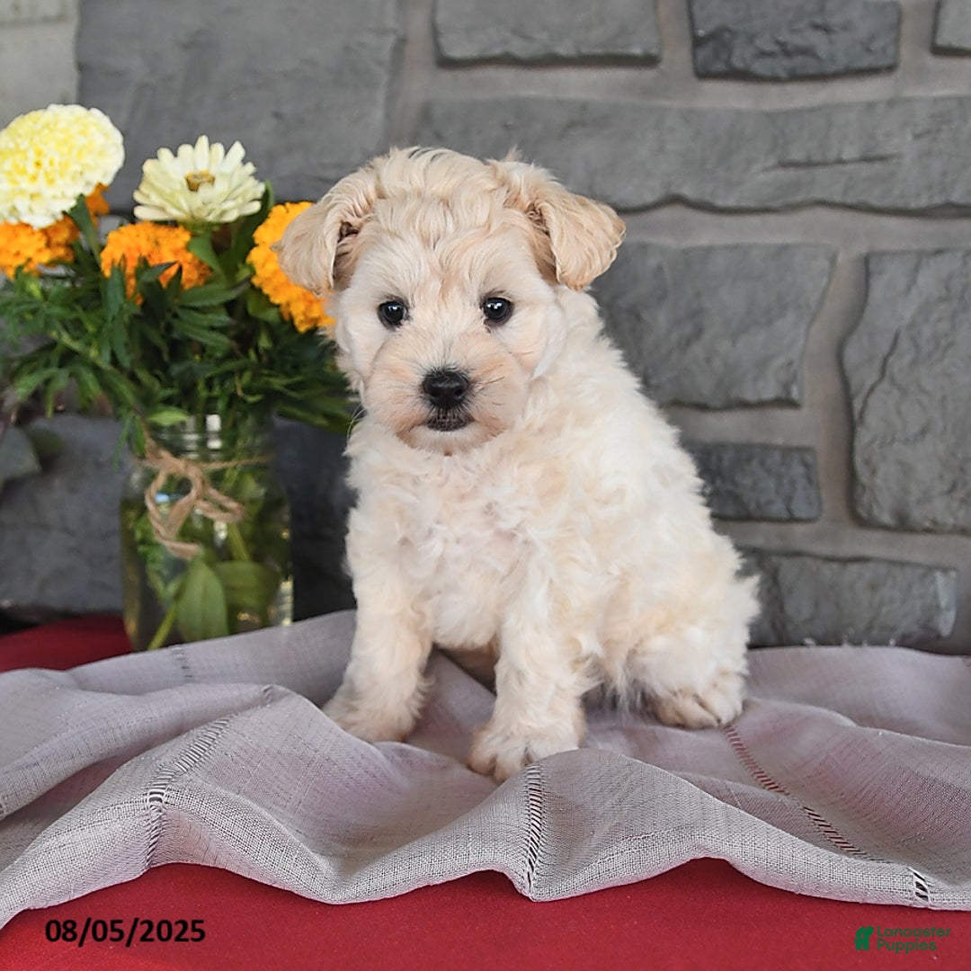 Maltipoo dogs for sale: Bingo - Image 3