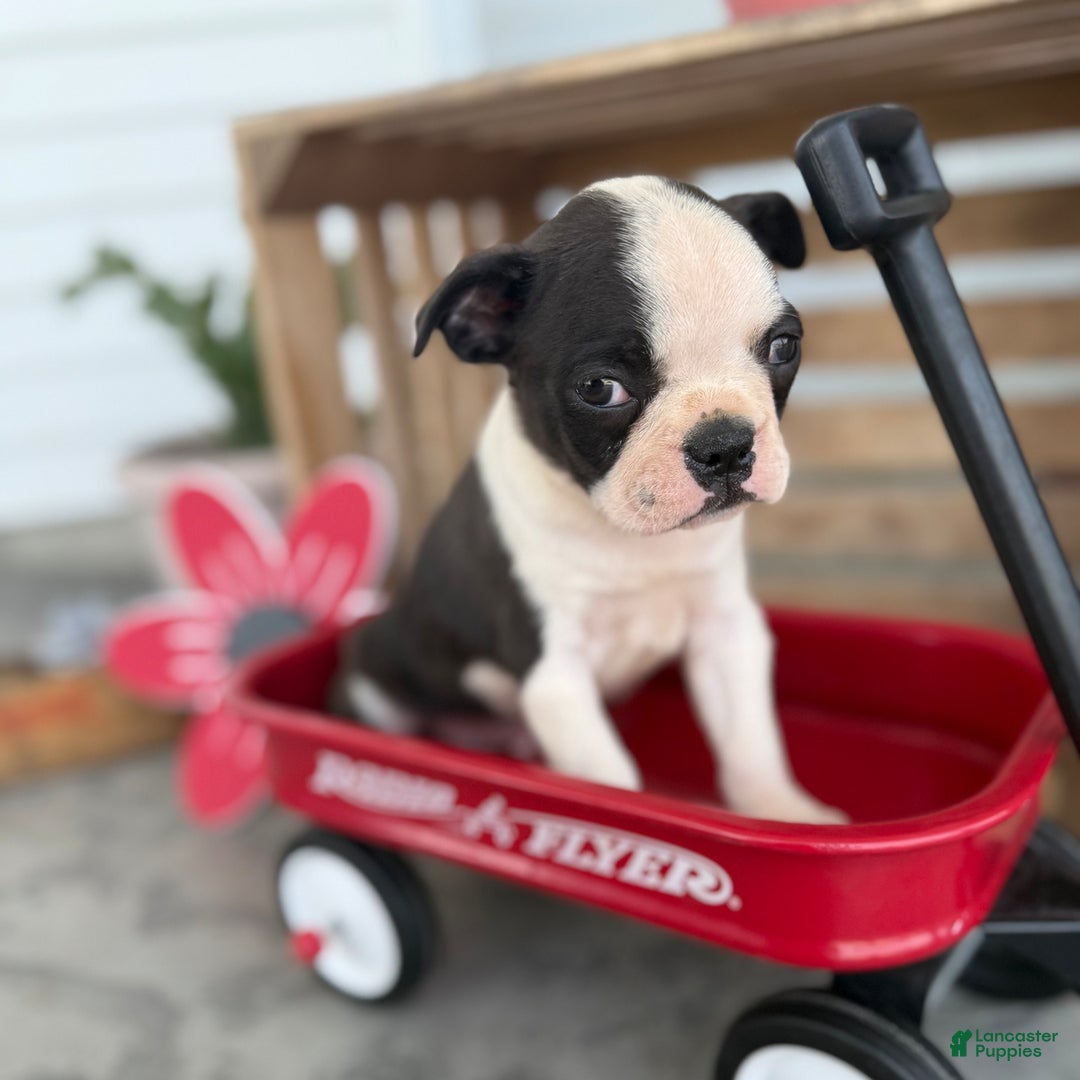 Boston Terrier dogs for sale: Brody - Image 5
