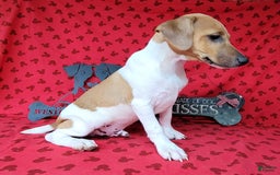 Jack Russell Terrier dogs for sale: Jack Russell Terrier Pike - Image 2