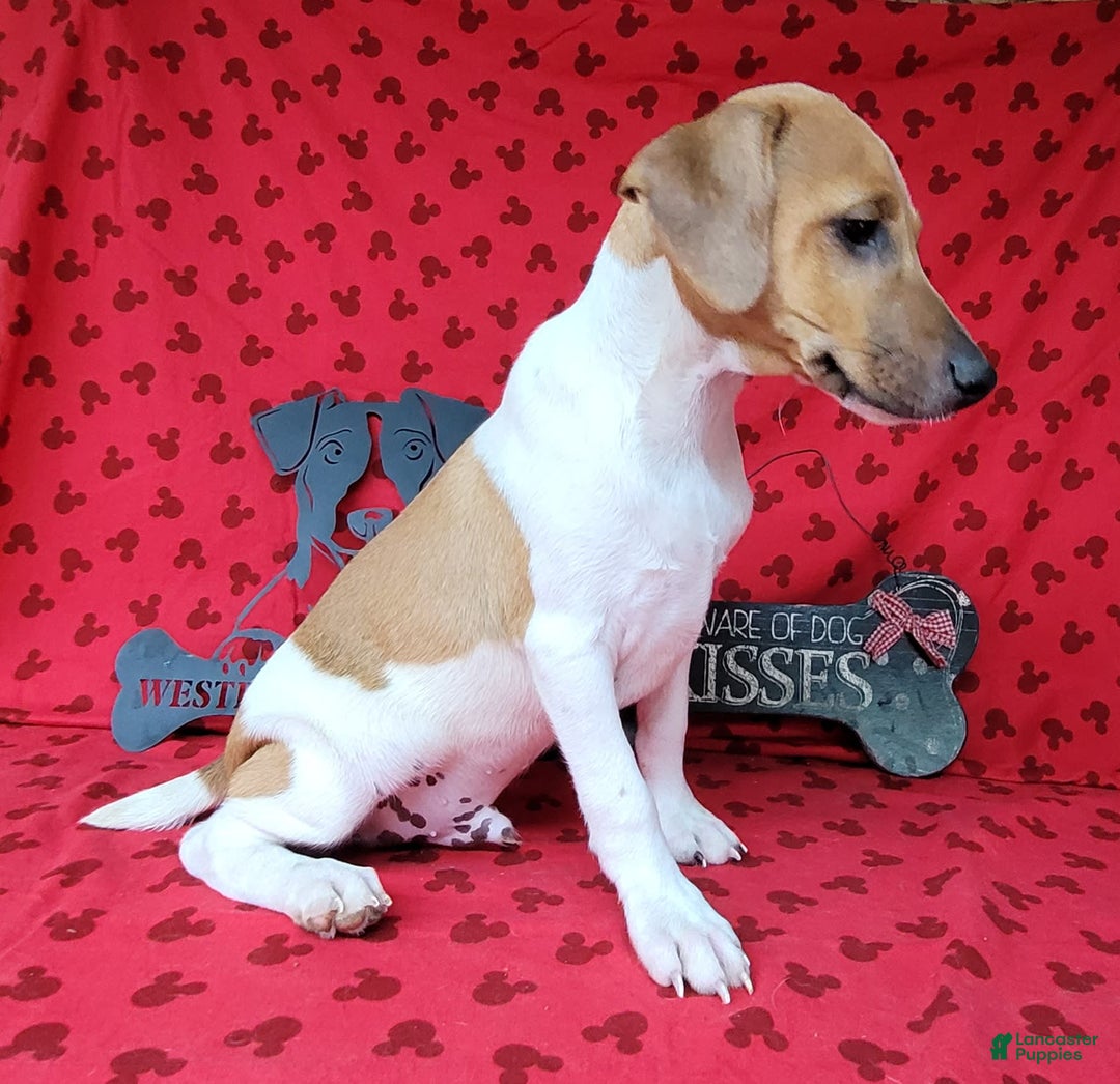 Jack Russell Terrier dogs for sale: Jack Russell Terrier Pike - Image 2