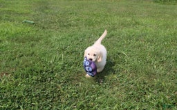 Golden Retriever dogs for sale: Caribou - Image 10