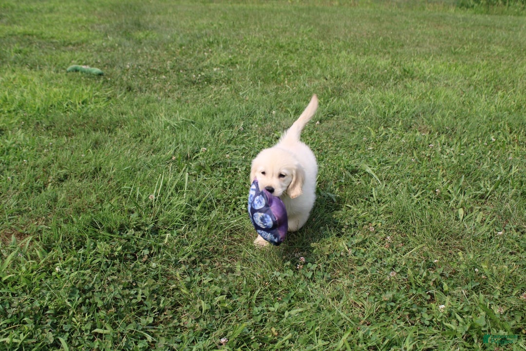 Golden Retriever dogs for sale: Caribou - Image 10