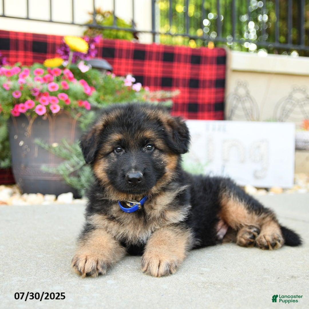German Shepherd dogs for sale: Hawk - Image 2