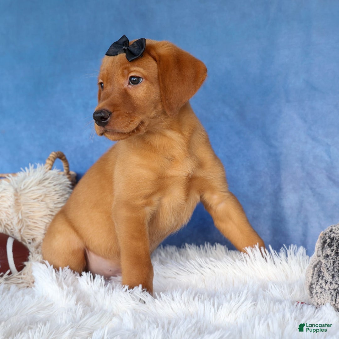 Labrador Retriever dogs for sale: Red Fox George - Image 14