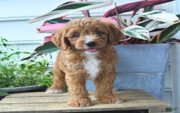 Mini Goldendoodle dogs for sale: Prince - Image 3