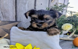 Yorkshire Terrier dogs for sale: Chandler - Image 4