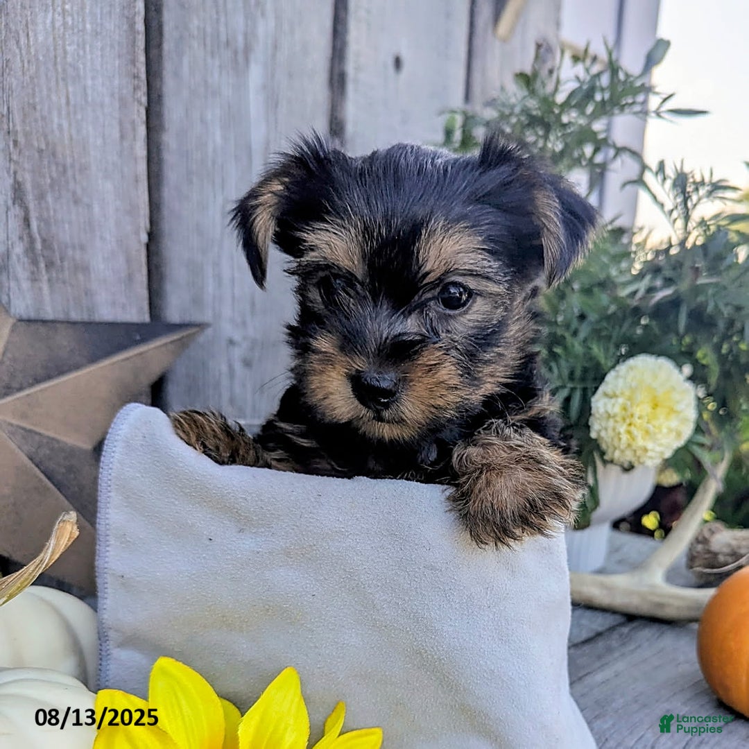 Yorkshire Terrier dogs for sale: Chandler - Image 4
