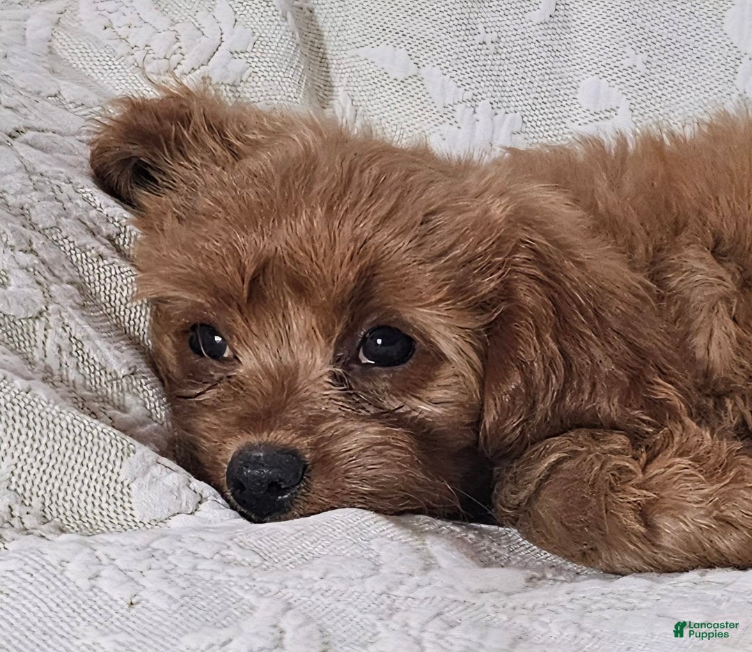 Cavapoo dogs for sale: Latte - Image 5