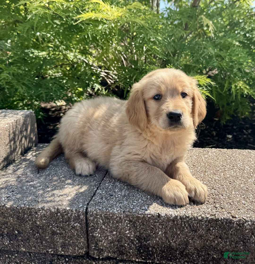 Golden Retriever dogs for sale: Frankie - Image 4