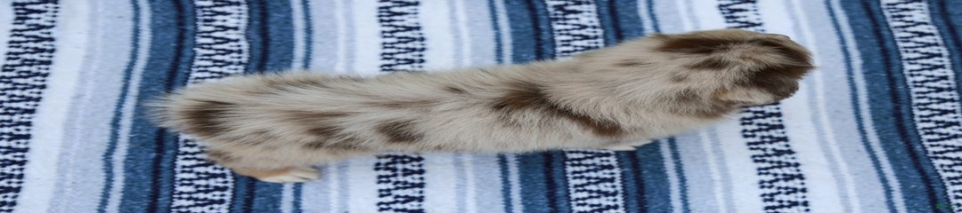 Peaches