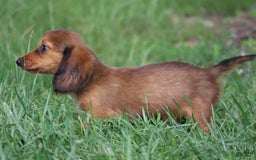 Miniature Dachshund dogs for sale: Dora - Image 7