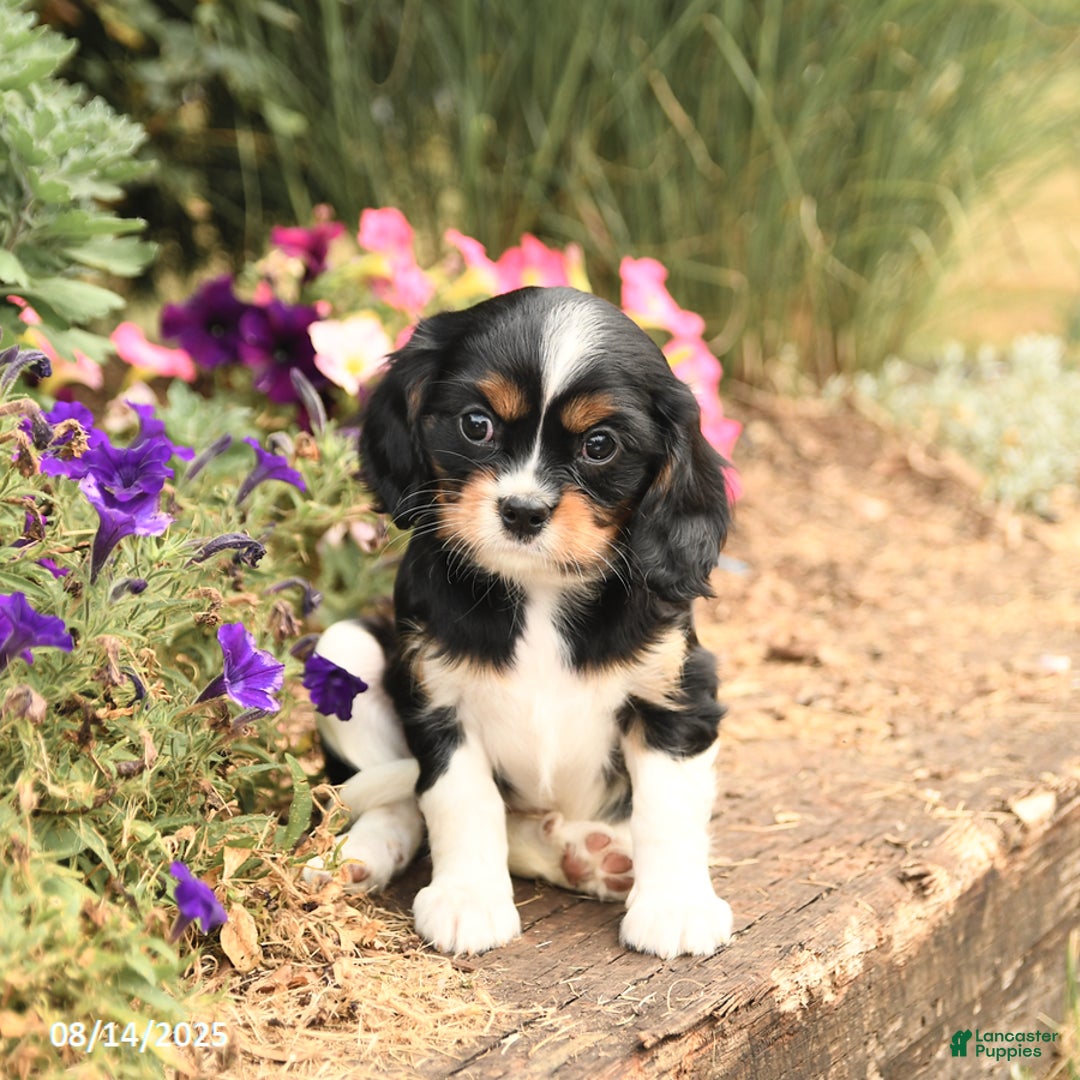 Cavalier King Charles Spaniel dogs for sale: Diamond - Image 2