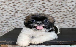 Shih Tzu dogs for sale: Sammie - Image 1