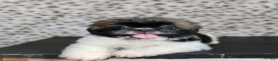 Sammie