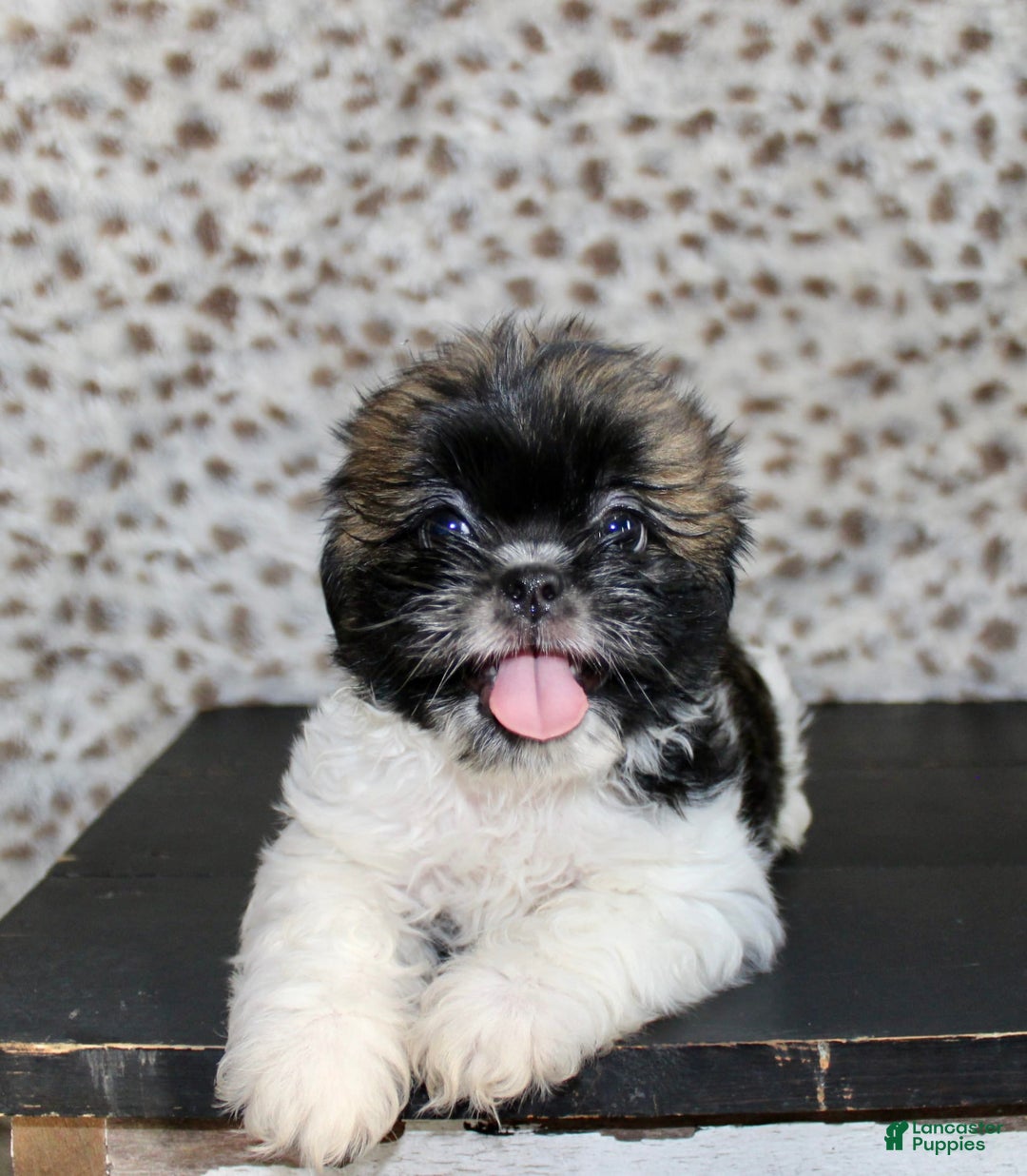 Shih Tzu dogs for sale: Sammie - Image 1