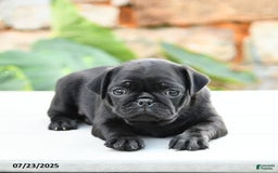 Pug dogs for sale: Jemma - Image 4