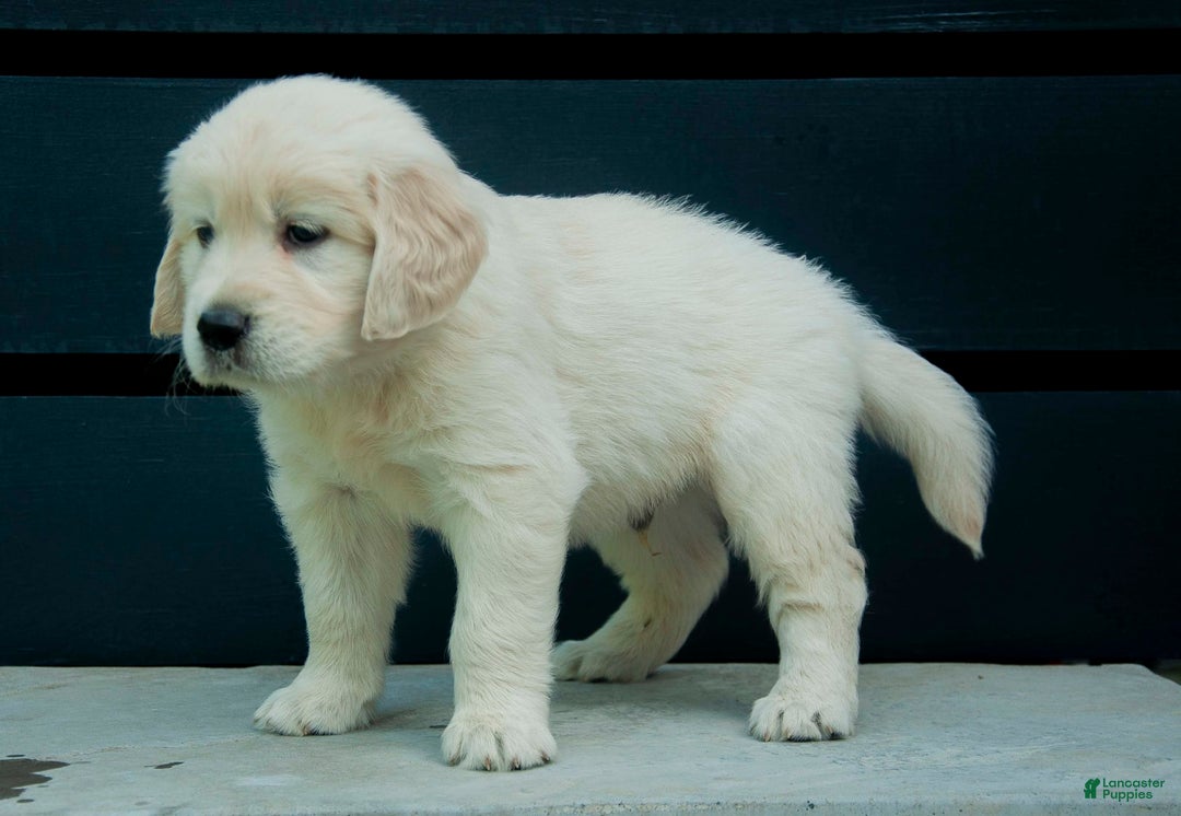 Golden Retriever dogs for sale: Powder Aka Purple - Image 2