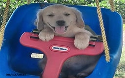 Golden Retriever dogs for sale: Ricky - Image 1