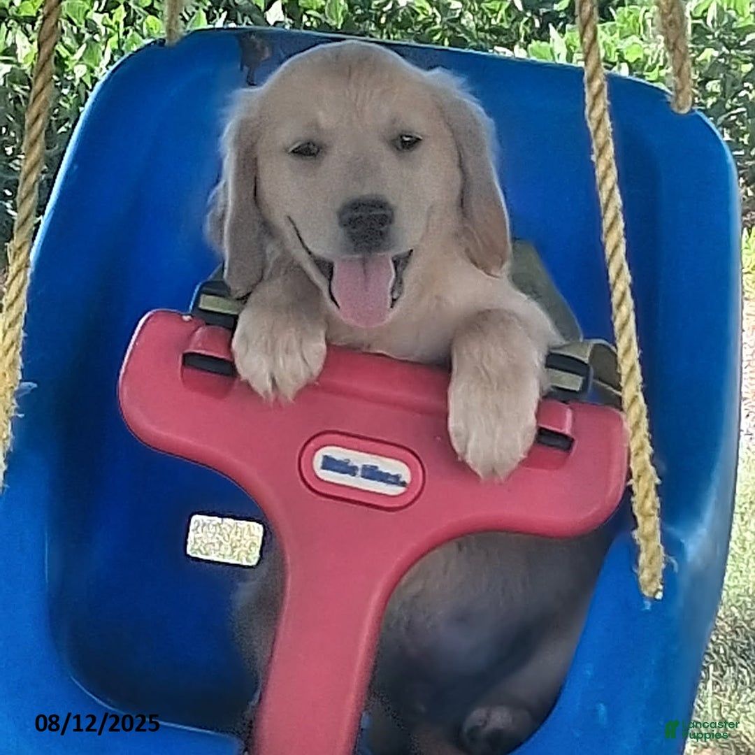 Golden Retriever dogs for sale: Ricky - Image 1