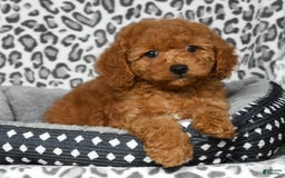 Cockapoo dogs for sale: Daisy - Image 8