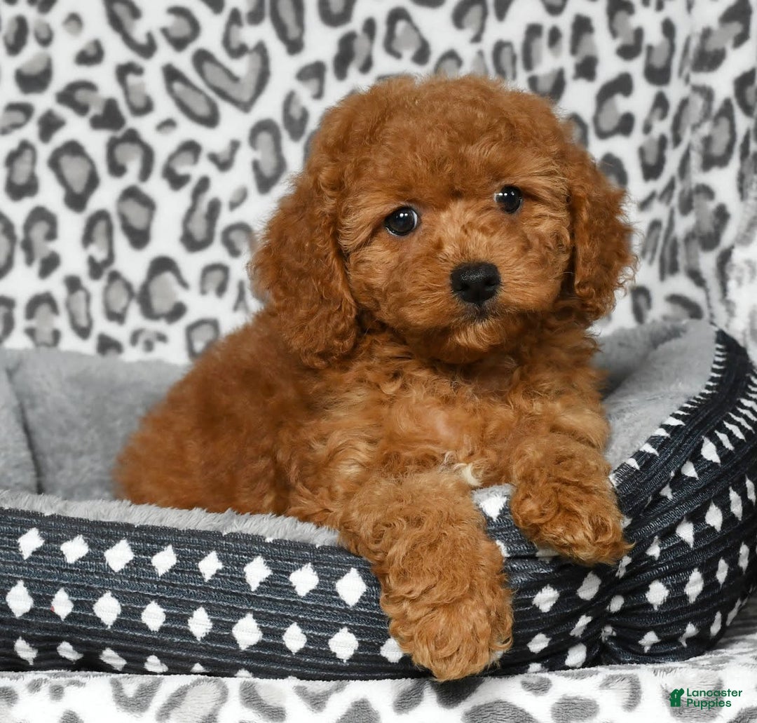 Cockapoo dogs for sale: Daisy - Image 8