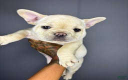 French Bulldog dogs for sale: French Bulldog 4 puppies - Image 8