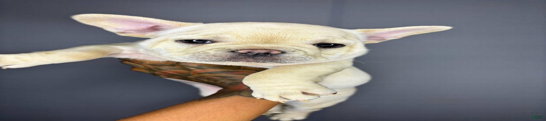 Kash