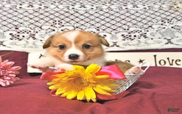 Welsh Corgi Pembroke dogs for sale: Hope - Image 1