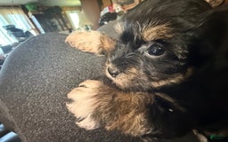 Yorkiepoo dogs for sale: Teacup Casey - Image 1