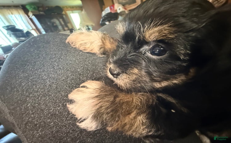 Yorkiepoo dogs for sale - Ad 1