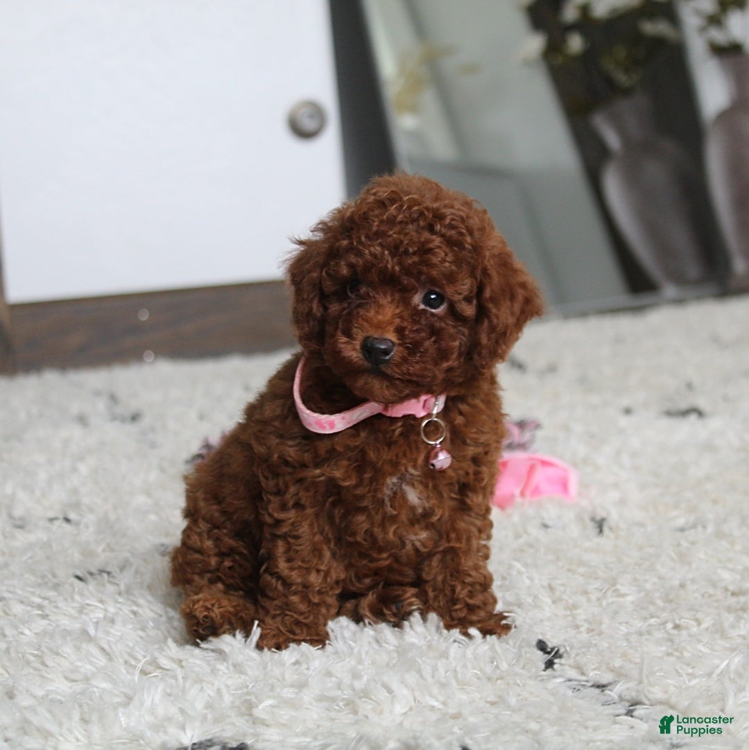 Toy Poodle dogs for sale: Elena - Image 24