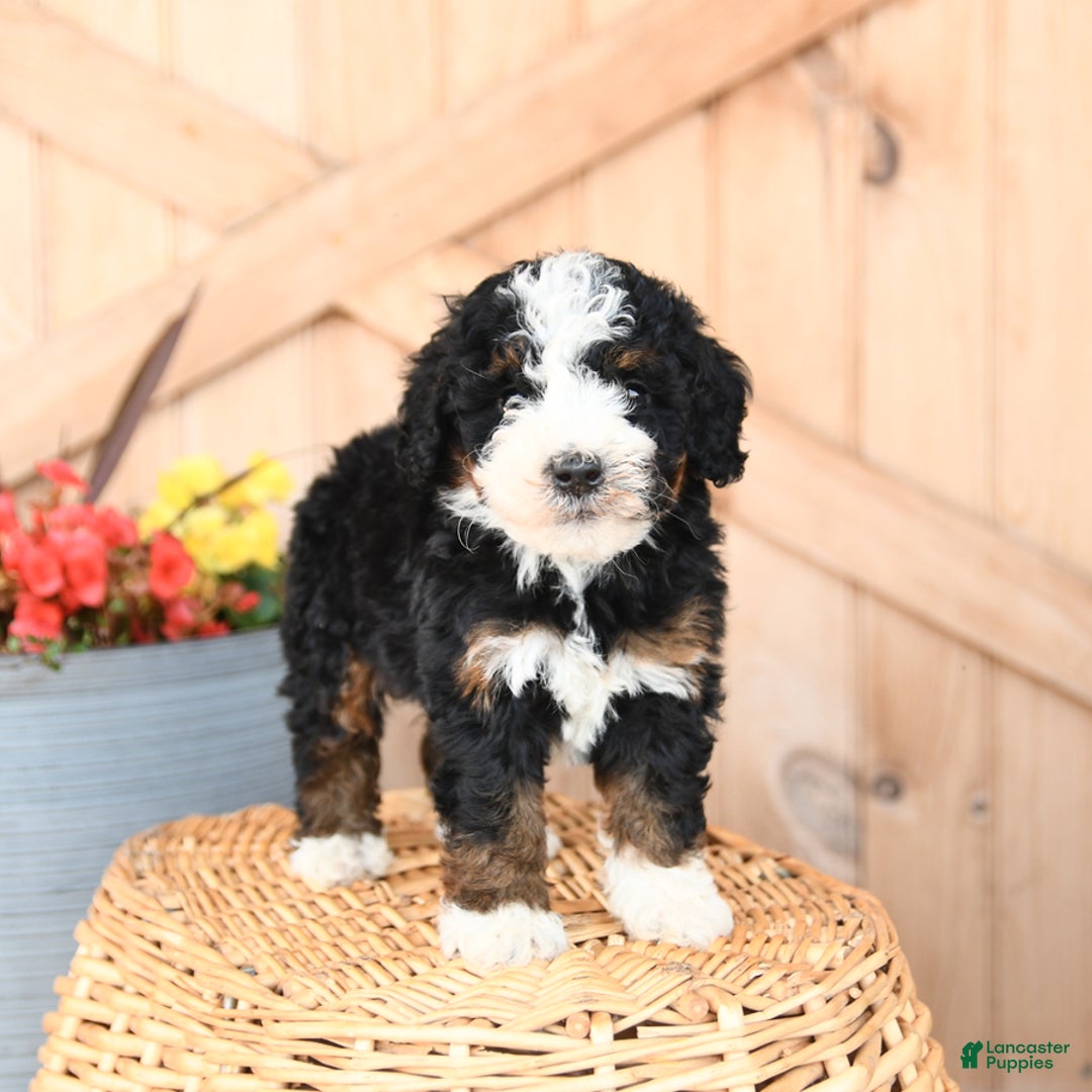 Mini Bernedoodle dogs for sale: Sterling - Image 2