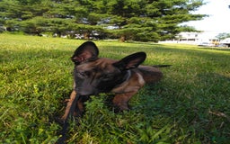 Belgian Malinois dogs for sale: Sierra - Image 5