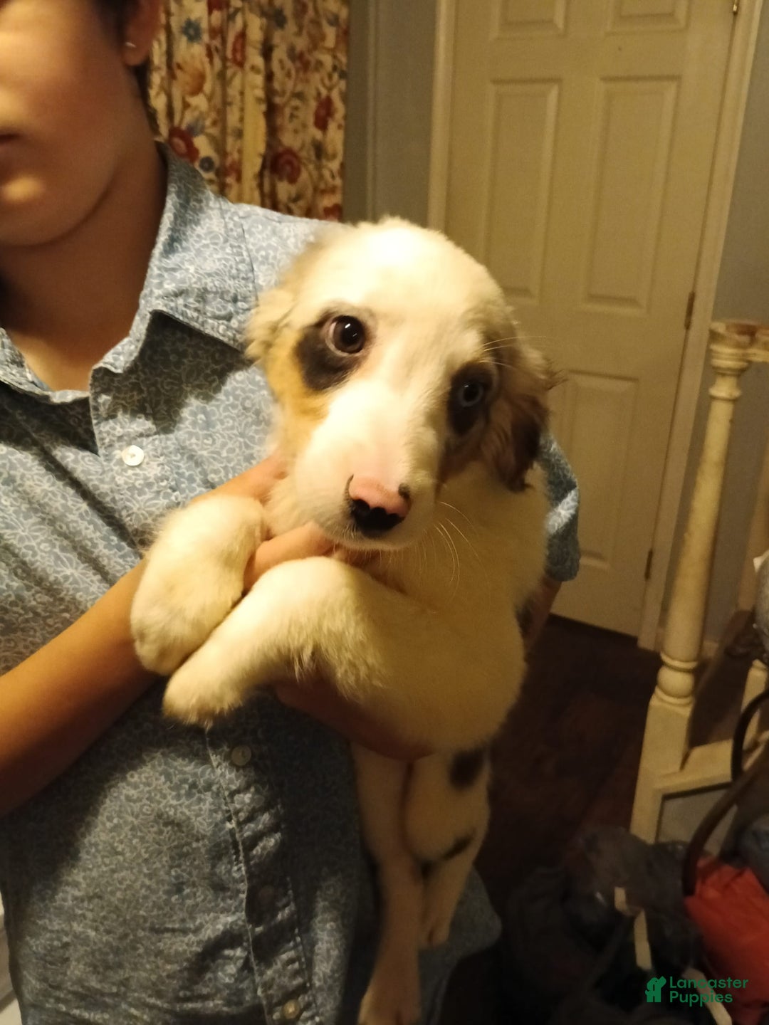 Miniature Australian Shepherd dogs for sale: Moo Moo - Image 1