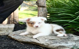 Miniature Australian Shepherd dogs for sale: Charlotte - Image 9