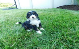 Mini Bernedoodle dogs for sale: Rio - Image 9