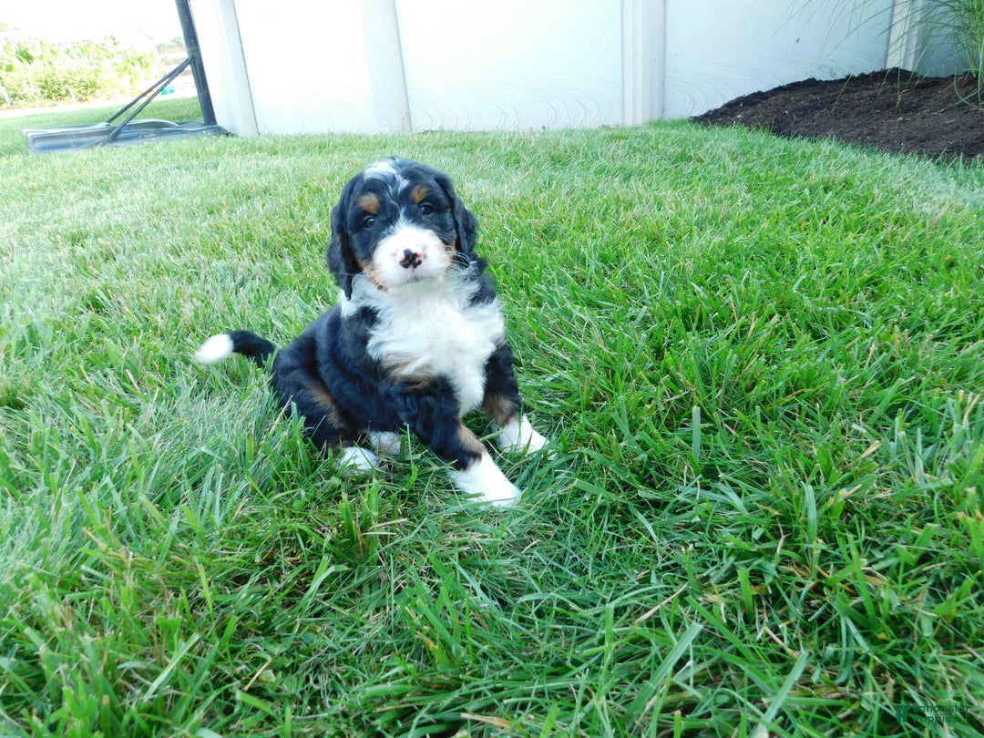 Mini Bernedoodle dogs for sale: Rio - Image 9