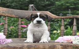 Jack Russell Terrier dogs for sale: Ben - Image 4