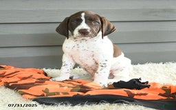 German Shorthaired Pointer dogs for sale: Anchor - Image 1