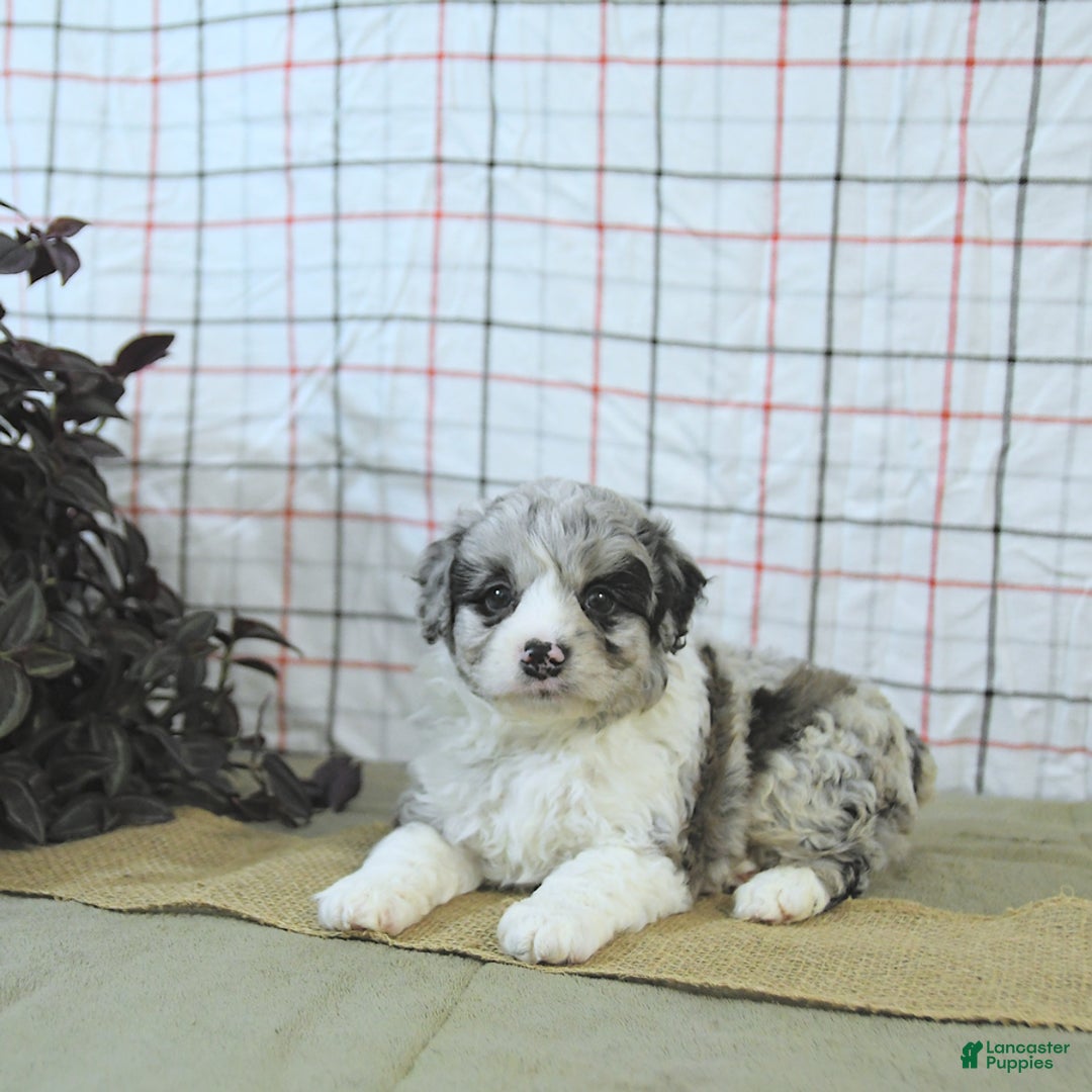Mini Aussiedoodle dogs for sale: Atlas - Image 16