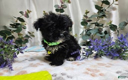 Morkie dogs for sale: Justinger - Image 3
