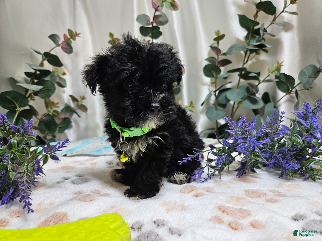 Morkie dogs for sale: Justinger - Image 3