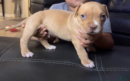 American Bully dogs for sale: Rubbel - Image 1