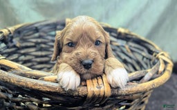 Cavapoo dogs for sale: Garrett - Image 11