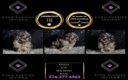 Maltipoo dogs for sale: Steele - Image 6