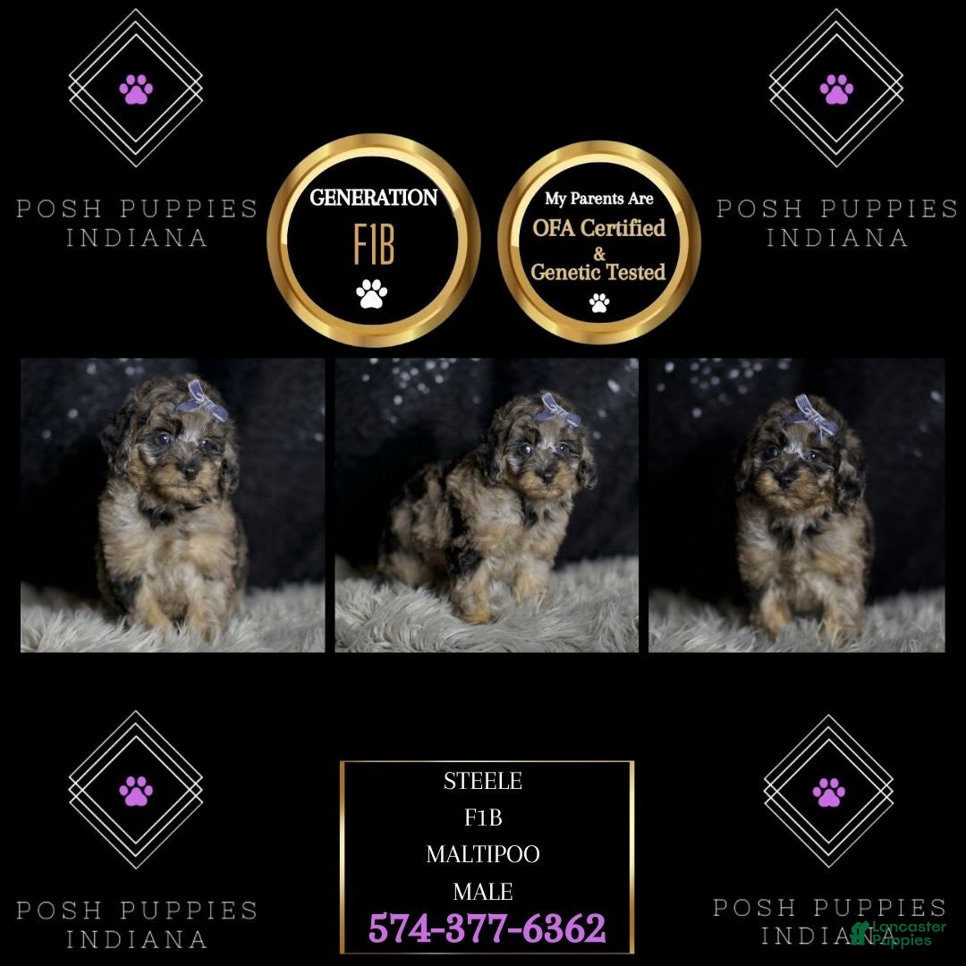 Maltipoo dogs for sale: Steele - Image 6